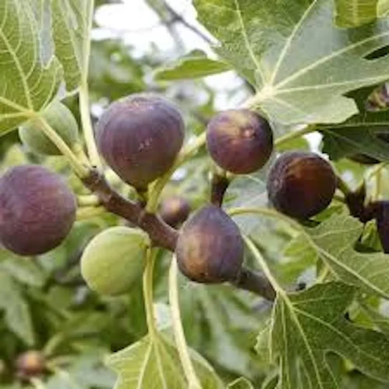 10 Violette de Bordeaux Fig Tree Starter Plugs - Sweet Fruit