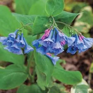 10 Virginia Bluebell Mertensia virginica Wildflower Bare Roots - Image 1