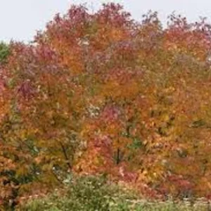 10 White Ash Tree 12-24in Bare Root Live Plant - Fraxinus americana - Image 4