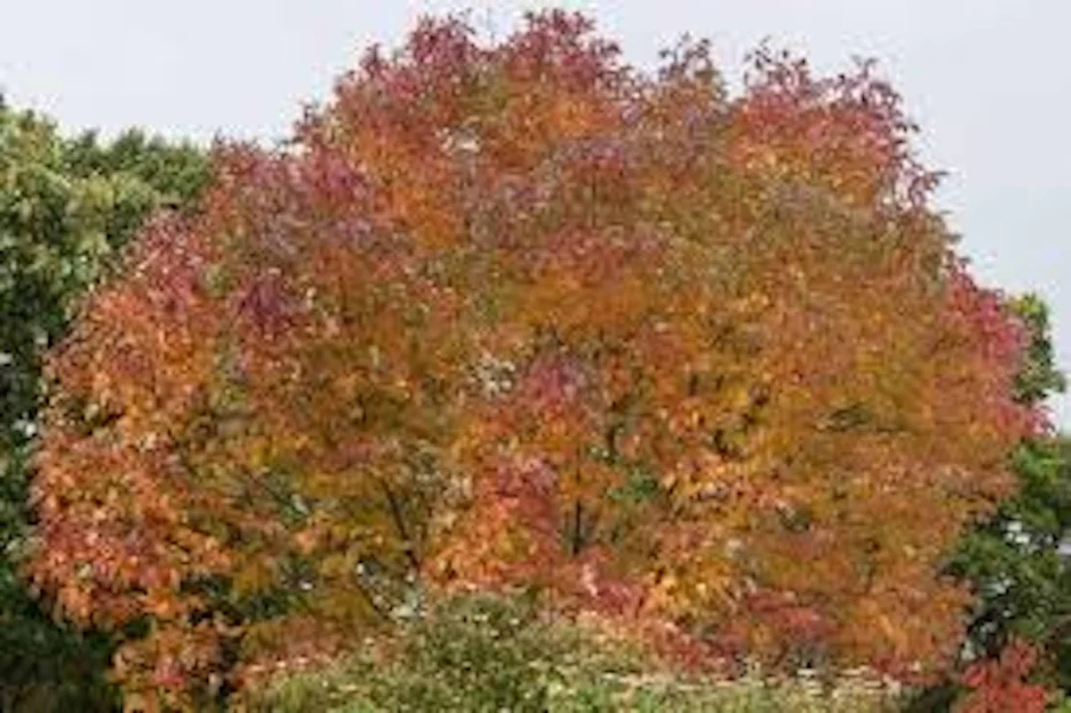 10 White Ash Tree 12-24in Bare Root Live Plant - Fraxinus americana - Image 4