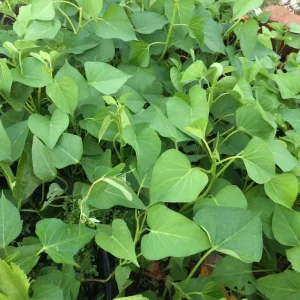 10 White Sweet Potato Slips - Asian Khoai Cuttings for Growing Edible Plants - Image 4