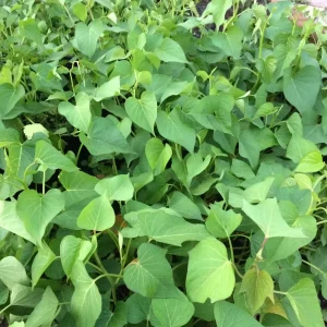 10 White Sweet Potato Slips - Asian Khoai Cuttings for Growing Edible Plants - Image 6