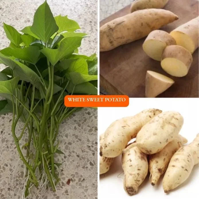 10 White Sweet Potato Slips - Well-Rooted Live Plant Cuttings for Garden - Image 3