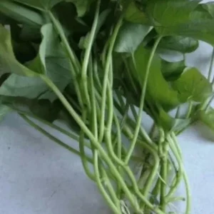 10 White Sweet Potato Slips - Well-Rooted Live Plant Cuttings for Garden - Image 4