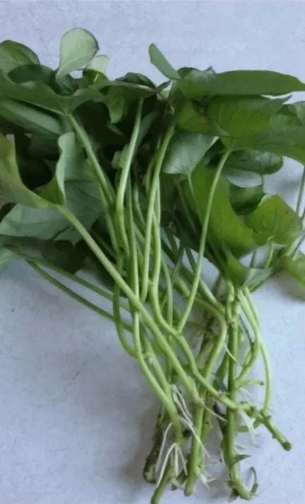 10 White Sweet Potato Slips - Well-Rooted Live Plant Cuttings for Garden - Image 4