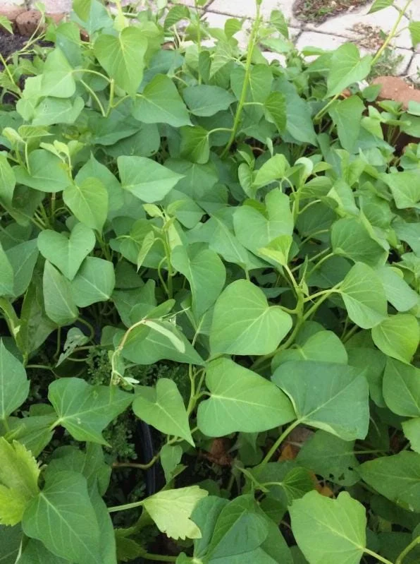 10 White Sweet Potato Slips - Well-Rooted Live Plant Cuttings for Garden - Image 5