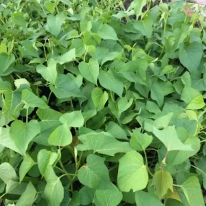 10 White Sweet Potato Slips - Well-Rooted Live Plant Cuttings for Garden - Image 6