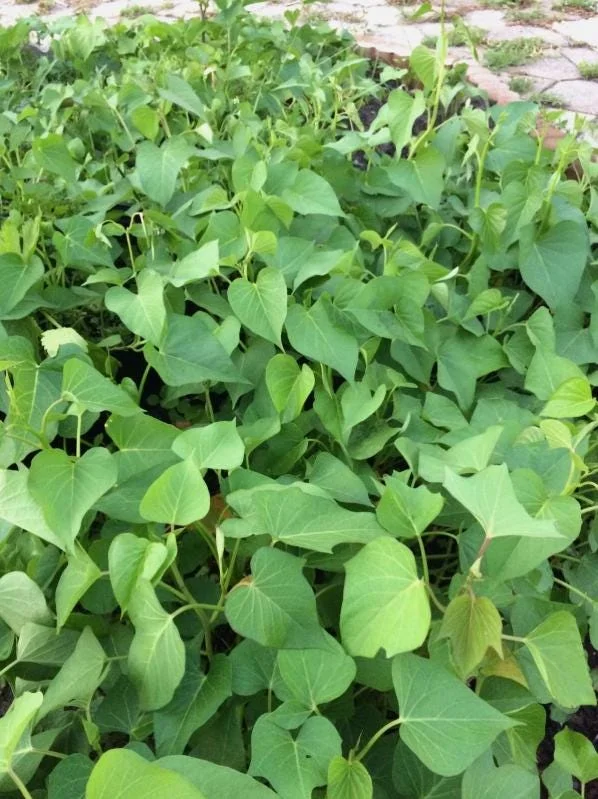 10 White Sweet Potato Slips - Well-Rooted Live Plant Cuttings for Garden - Image 6