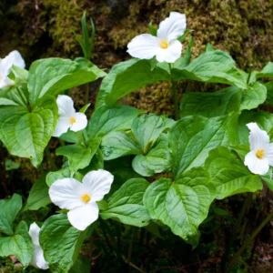 10 White Trillium Bulbs - Three-Petaled Perennial Plant for Shade Gardens - Image 2
