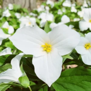 10 White Trillium Bulbs - Three-Petaled Perennial Plant for Shade Gardens - Image 1