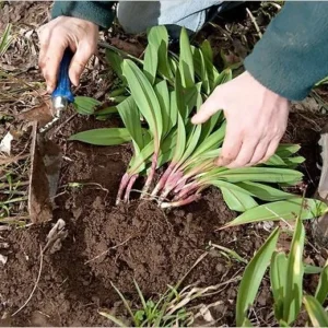 10 Wild Ramps Bulbs - Bare Root Wild Leeks Allium tricoccum, Organically Grown - Image 7