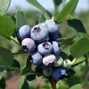 10 Windsor Blueberry Starter Plug - Southern Highbush Vaccinium corymbosum Live Plant - Image 5