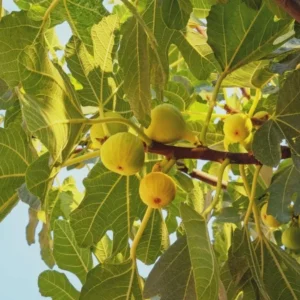 10 Yellow Long Neck Fig Tree Starter Plugs - Ficus carica - Sweet Golden Fruit - Image 5