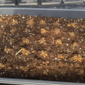 10 Yellow Ranunculus Bulbs - Jumbo Size - Vibrant Shade Flowers - Image 6