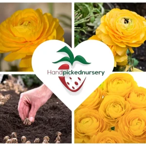 10 Yellow Ranunculus Bulbs - Jumbo Size - Vibrant Shade Flowers - Image 7