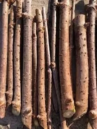 100 American Elderberry Cuttings - Organic Sambucus canadensis Fruiting Shrub - Image 2