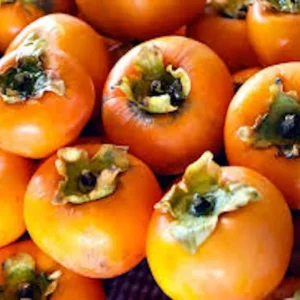 100 American Persimmon Tree Seeds - Diospyros Virginiana Organic Heirloom - Image 8