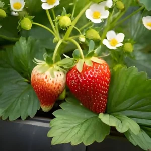 100 Blakemore Strawberry Bare Roots - Fragaria x ananassa - Outdoor Fruit Plants - Image 1