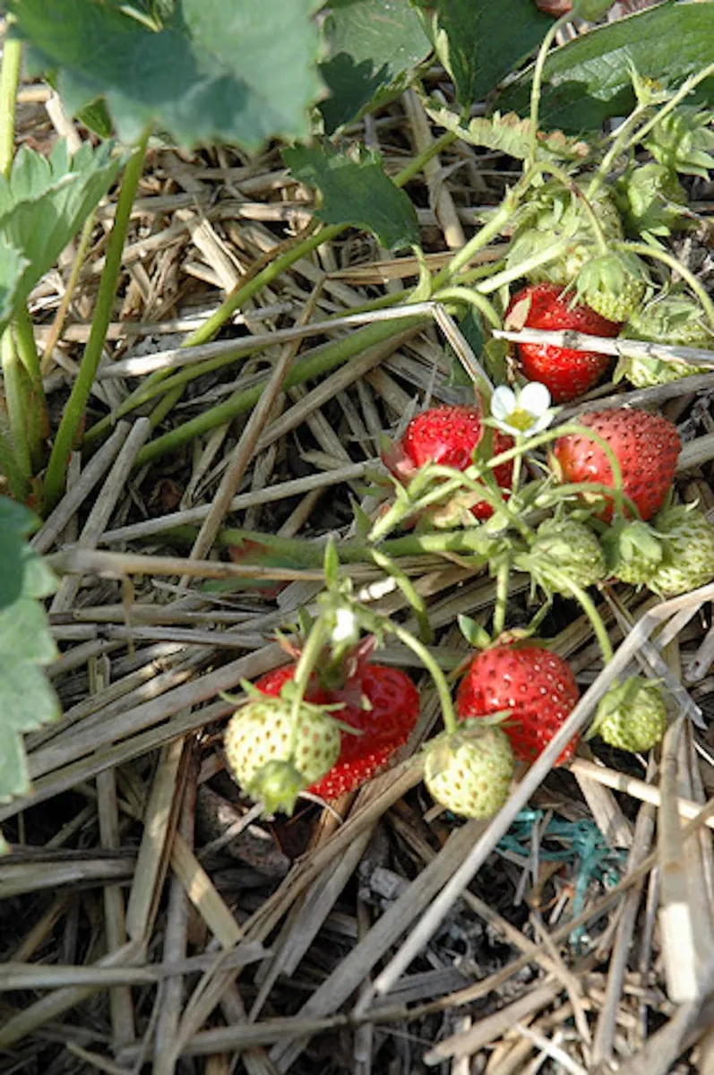 100 Blakemore Strawberry Bare Roots - Fragaria x ananassa - Outdoor Fruit Plants - Image 6