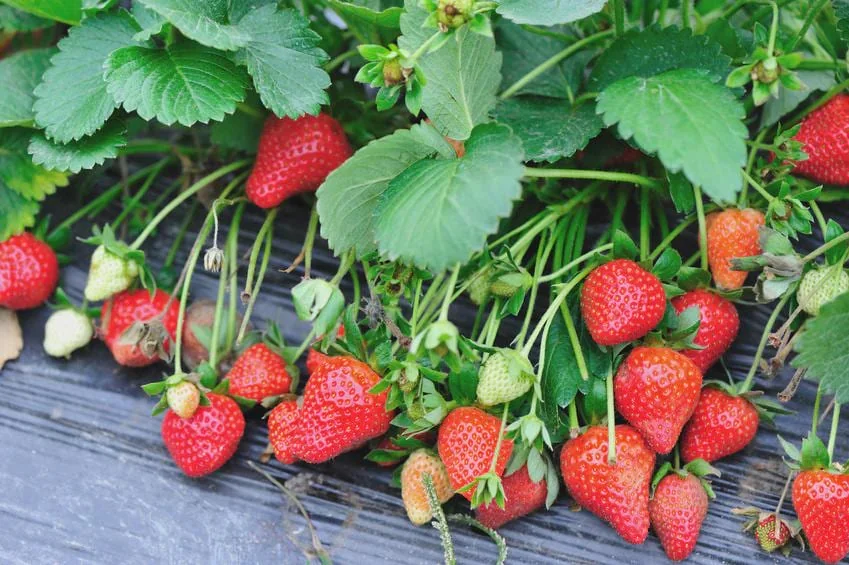 100 Blakemore Strawberry Bare Roots - Fragaria x ananassa - Outdoor Fruit Plants - Image 8