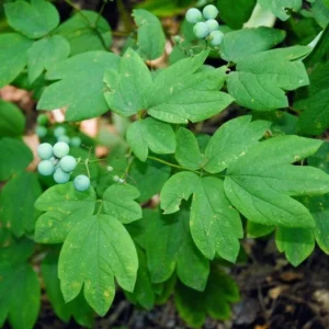 100 Blue Cohosh Bare Root Plants - Native Wildflower Perennial Caulophyllum Thalictroides - Image 10