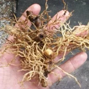 100 Blue Cohosh Bare Root Plants - Native Wildflower Perennial Caulophyllum Thalictroides - Image 3