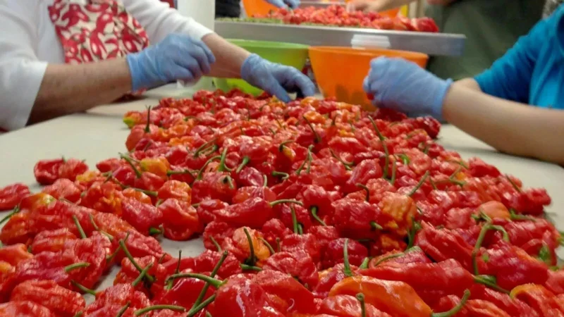 100 Carolina Reaper Chili Pepper Seeds - World Record Hot Peppers Vegetable Seeds - Image 3