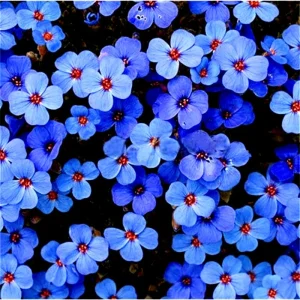100+ Creeping Thyme Seeds - Thymus Serpyllum Ground Cover Herb Seeds Blue Flowers - Image 2