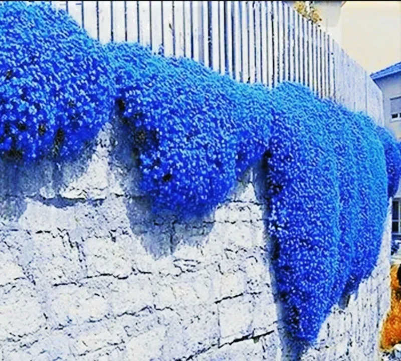 100+ Creeping Thyme Seeds - Thymus Serpyllum Ground Cover Herb Seeds Blue Flowers - Image 1