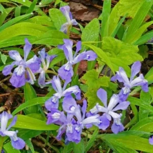 100 Dwarf Crested Iris Plants – Iris Cristata Bare Root Wildflower Perennial - Image 2