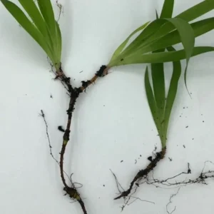 100 Dwarf Crested Iris Plants – Iris Cristata Bare Root Wildflower Perennial - Image 7