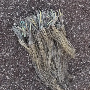 100 Earliglow Strawberry Bare Roots - June-Bearing, Sweet Berries - Image 4