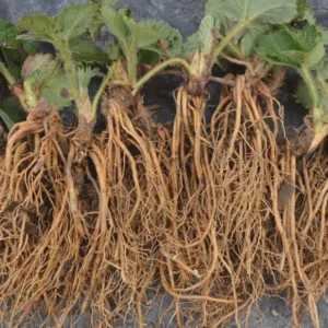 100 Eversweet Strawberry Bare Roots - Everbearing, Heat Tolerant Plants - Image 4