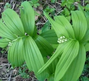 100 False Solomon's Seal Plants Bare Root Maianthemum Racemosum Native Wildflower - Image 8