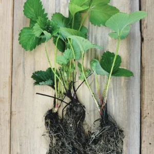 100 Fort Laramie Strawberry Bare Roots - Everbearing, Cold Hardy, USDA Zones 3-9 - Image 3