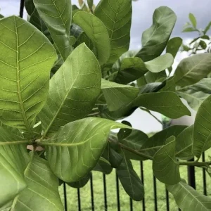 100 Fresh Organic Cashew Leaves - Culinary & Herbal Use - Image 3