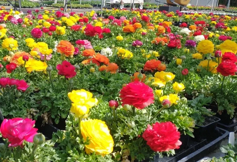 100 Mixed Ranunculus Seeds – Double Bloom Buttercups Vibrant Spring Flowers Perennial - Image 2