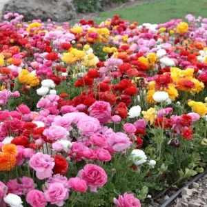 100 Mixed Ranunculus Seeds – Double Bloom Buttercups Vibrant Spring Flowers Perennial - Image 1