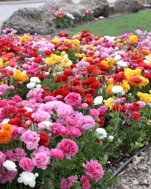 100 Mixed Ranunculus Seeds – Double Bloom Buttercups Vibrant Spring Flowers Perennial - Image 1