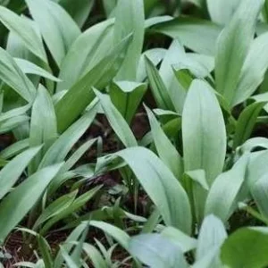 100 Organic Wild Ramps Bulbs - Allium Tricoccum Bare Root for Planting - Image 5