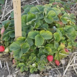 100 Quinault Strawberry Bare Roots - Everbearing Fruit Plant for Gardens - Image 3