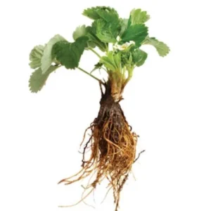 100 Sequoia Strawberry Bare Roots - Everbearing Fruit Plant - Image 8