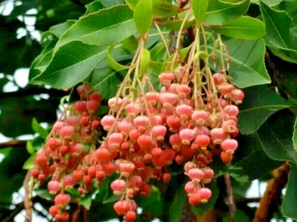 100 Sourwood Tree Seeds (Oxydendrum arboreum) - Honey Bee Tree, Cold Hardy, Deciduous, Flowering - Image 1