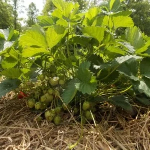 100 Sparkle Strawberry Bare Roots - Cold-Hardy, Sweet June-Bearing Fragaria × ananassa - Image 2