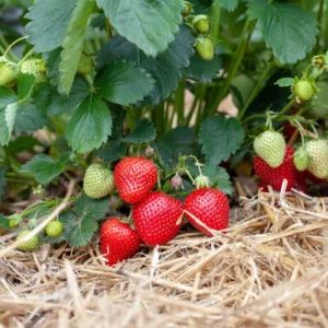 100 Surecrop Strawberry Bare Roots - Fragaria ananassa - June-Bearing - Image 2