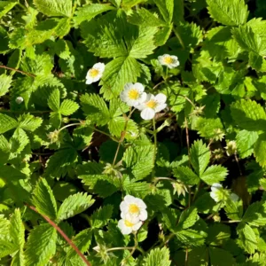 100 Surecrop Strawberry Bare Roots - Fragaria ananassa - June-Bearing - Image 3