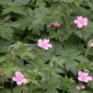 100 Wild Geranium Cranesbill Bare Roots - Organic Geranium Maculatum Plants - Image 3