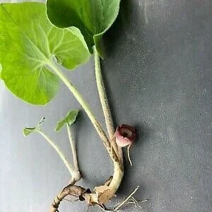 100 Wild Ginger Plants Asarum Canadense Bare Root Native Wildflower Perennial - Image 10