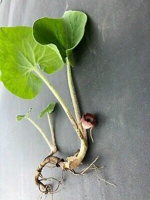 100 Wild Ginger Plants Asarum Canadense Bare Root Native Wildflower Perennial - Image 3