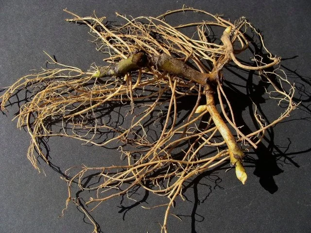 100 Wild Ginger Plants Asarum Canadense Bare Root Native Wildflower Perennial - Image 4